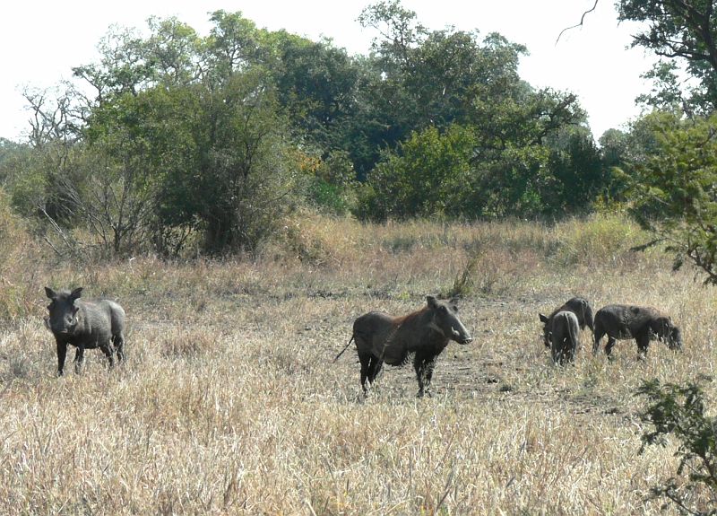 JAR 281_pras.JPG - V každém kempu byla mapka blízkého okolí, kde lidé dávali magnetky na místo, kde spatřili zvíře z velké pětky. My protože jsme neviděli leoparda, jsme šli po černých magnetkách. Ty nás neomylně vedly na místa, kde nebylo vůbec nic (ani všudypřítomné gazely). Proto jsme pak dali zavděk i rodince prasat.